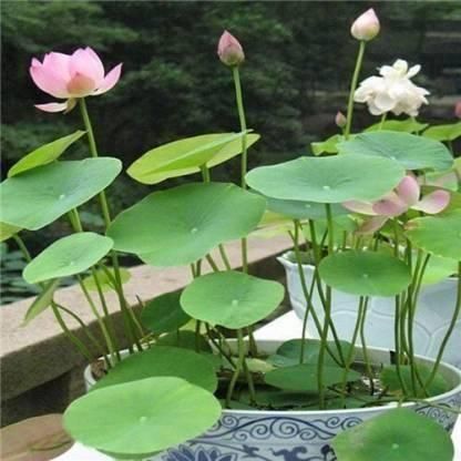 Lotus Plant Seeds