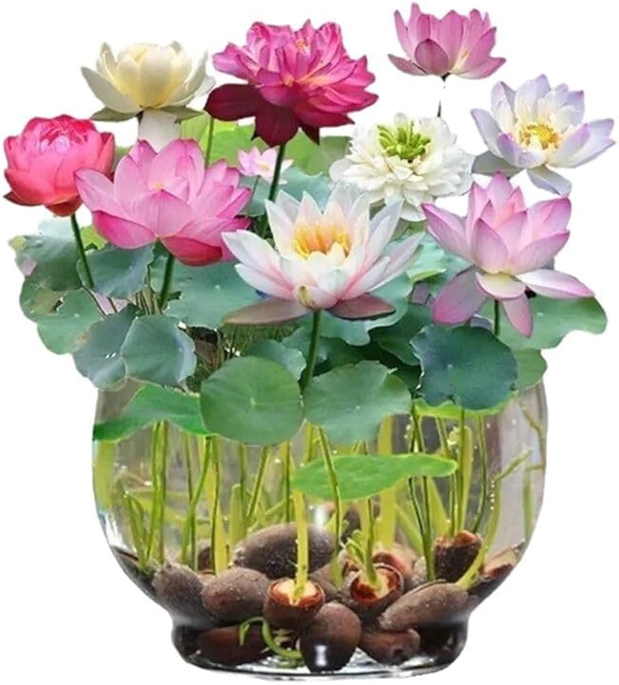 Premium Flower seeds (200g)