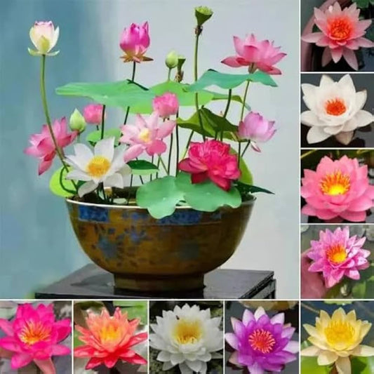 Lotus Plant Seeds