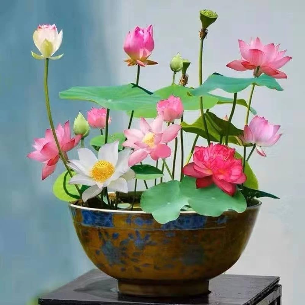 Premium Flower seeds (200g)