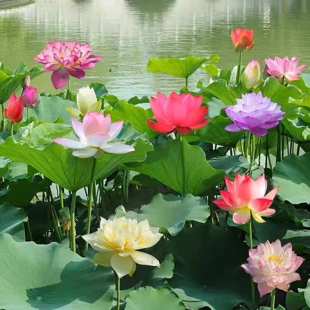 Premium Flower seeds (200g)