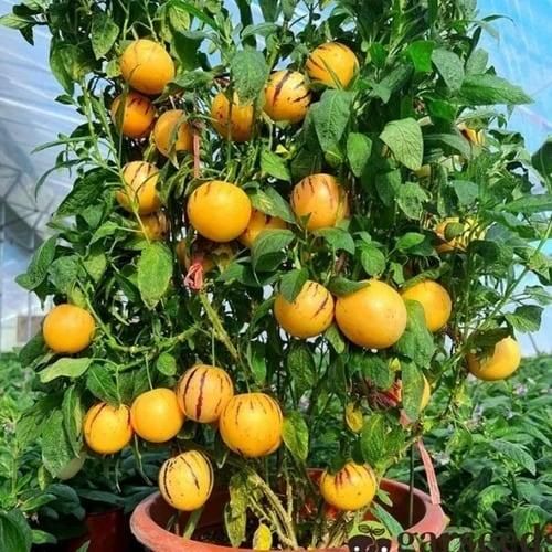Ginseng Fruit Seeds+ Plant Growth Supplement