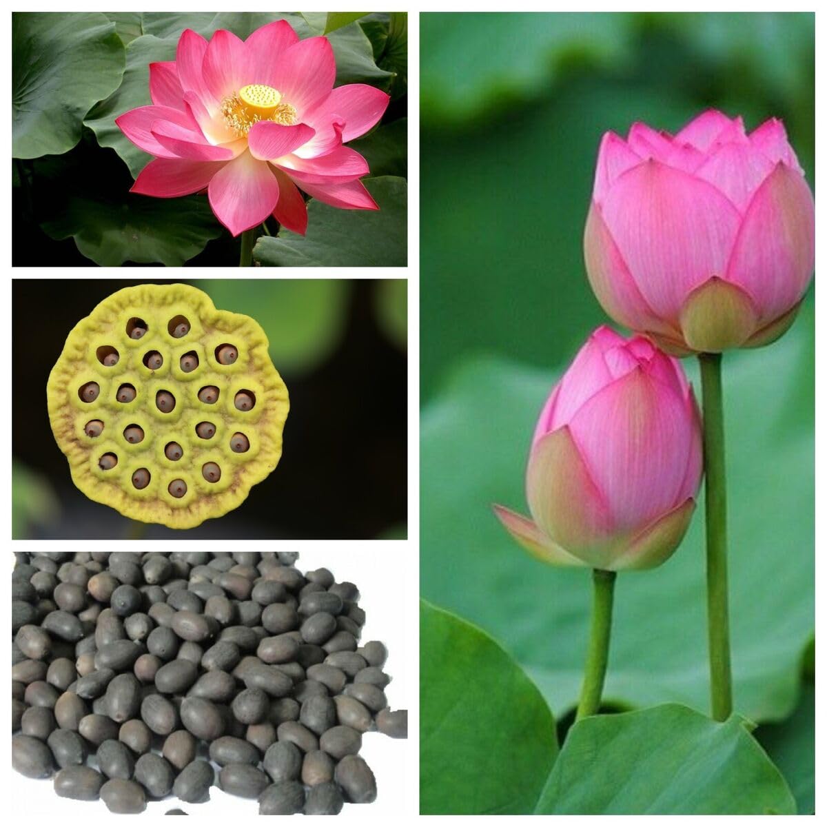 Premium Flower seeds (200g)