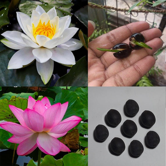 Premium Flower seeds (200g)